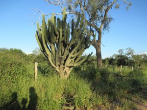 Chaco cactus