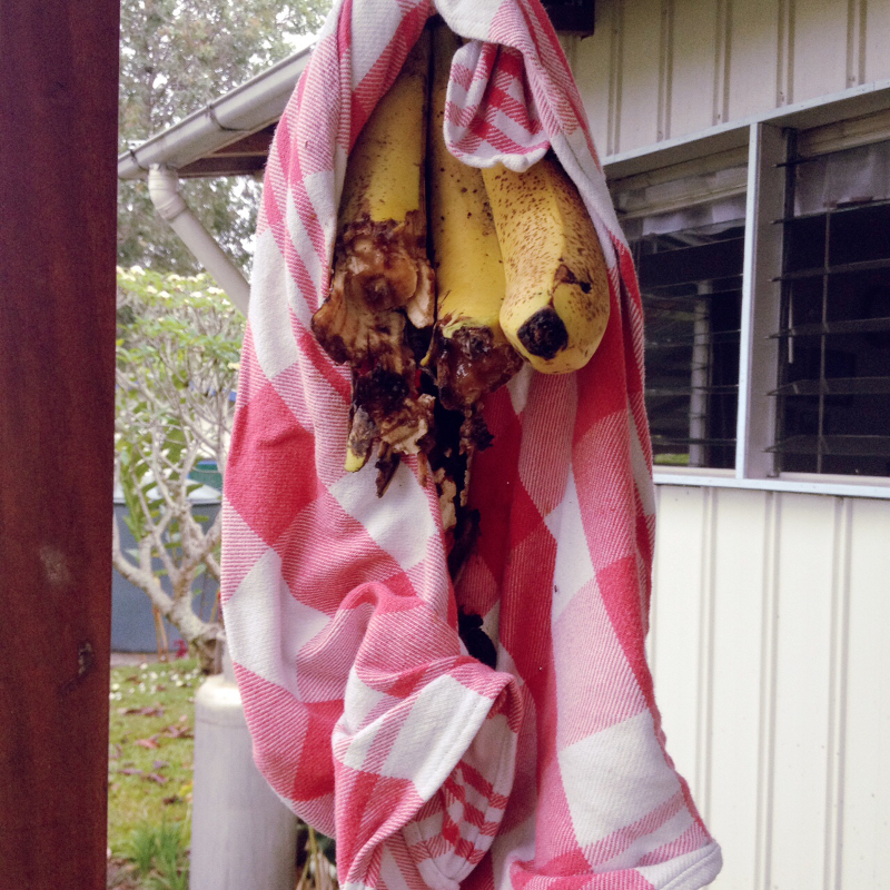 Lesson learned. Bananas now go on my screened in porch.